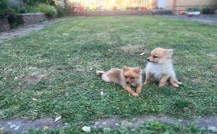 German Spitz dogs - Advert 1