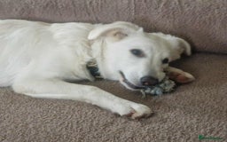 Mixed Breed dogs for adoption: Adorable Abbie is still Looking for Love 🐾 - Image 6