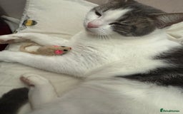 Mixed Breed cats for sale: Kittens for sale - Image 3