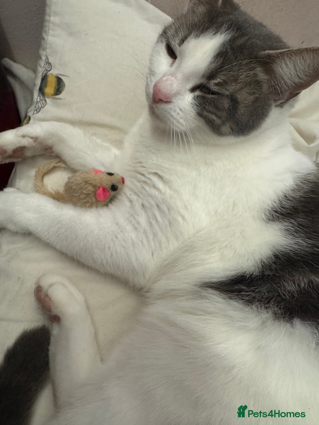 Mixed Breed cats for sale: Kittens for sale - Image 3