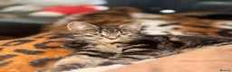 Mixed Breed cats for sale: Female Kitten - Advert 3