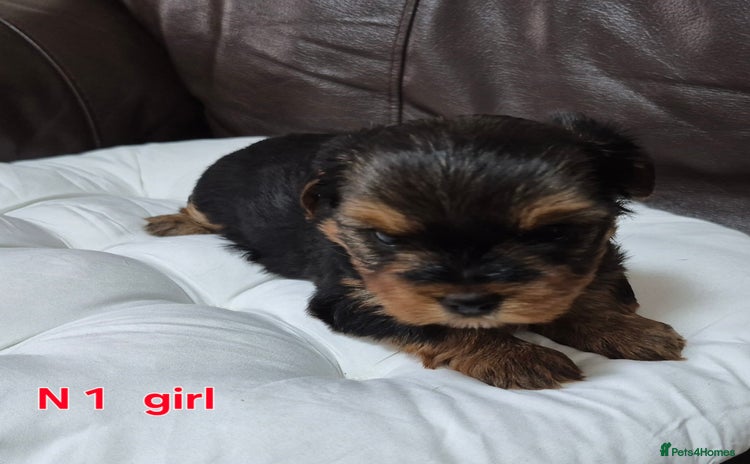 Yorkshire Terrier dogs - Advert 7