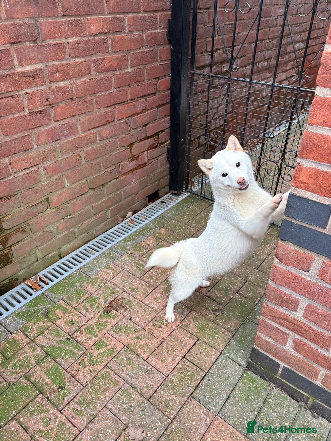 Japanese Shiba Inu dogs for sale: KC Registered Female Shiba - Advert 3