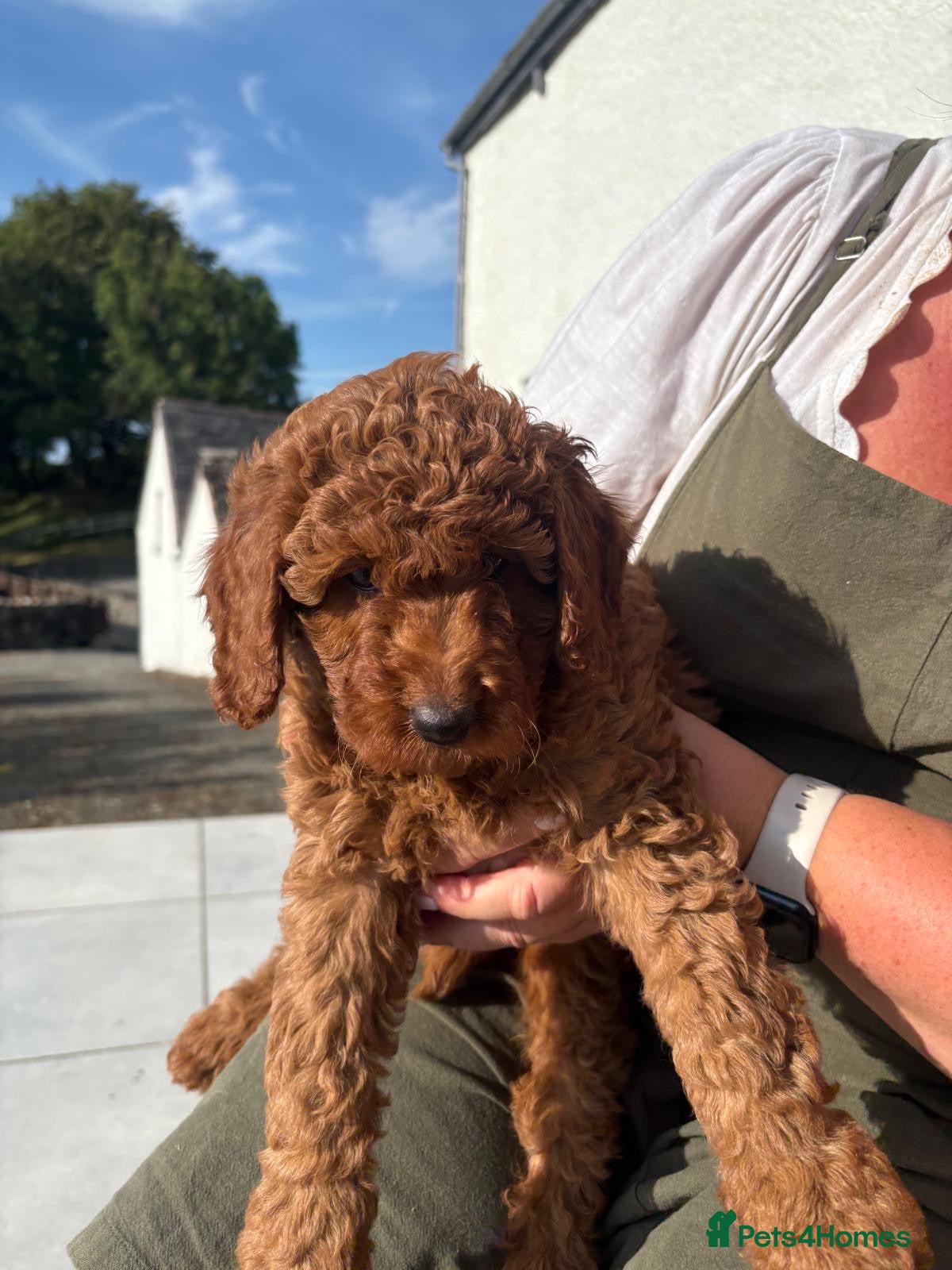 Labradoodle dogs Stunning curly red Labradoodle - Advert 1