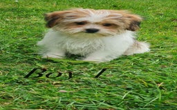 Shorkie dogs for sale: Shorkie pups ready now - Image 29