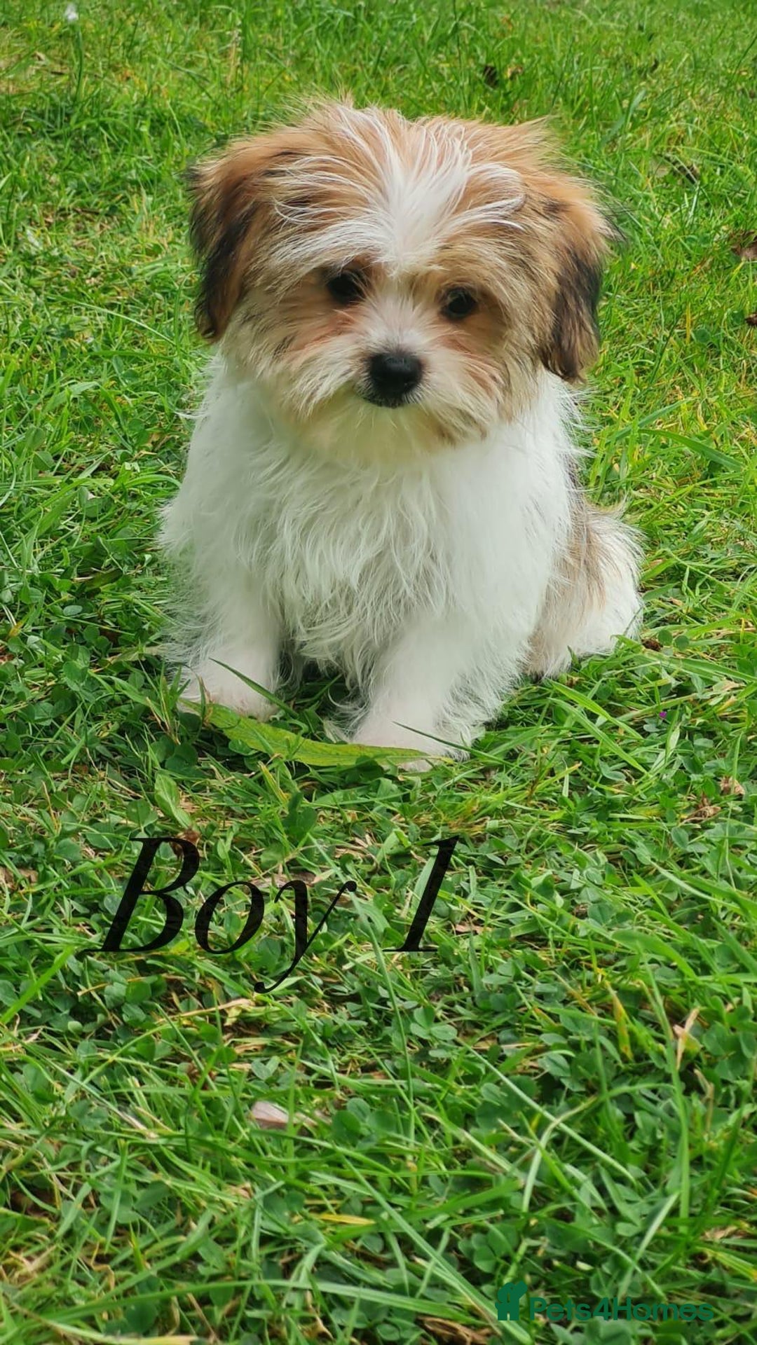 Shorkie dogs for sale: Shorkie pups ready now - Image 29
