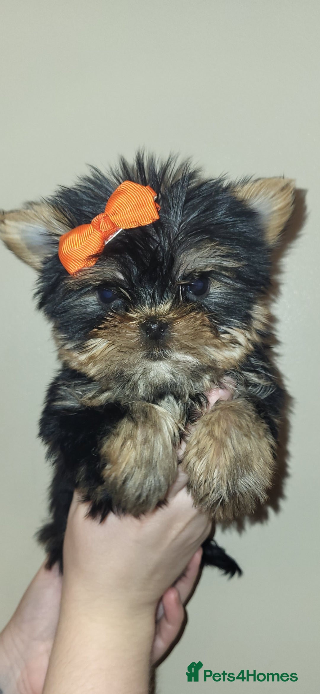 Yorkshire Terrier dogs for sale: Exceptional quality yorkshire terrier puppies  - Advert 3