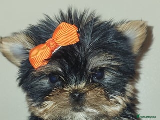 Yorkshire Terrier dogs Exceptional quality yorkshire terrier puppies - Advert 14