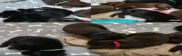 Labrador Retriever dogs for sale: Labrador Puppies Black & Chocolate Ready 31st Oct - Advert 5