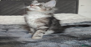 Maine Coon cats in Glasgow - Advert 13