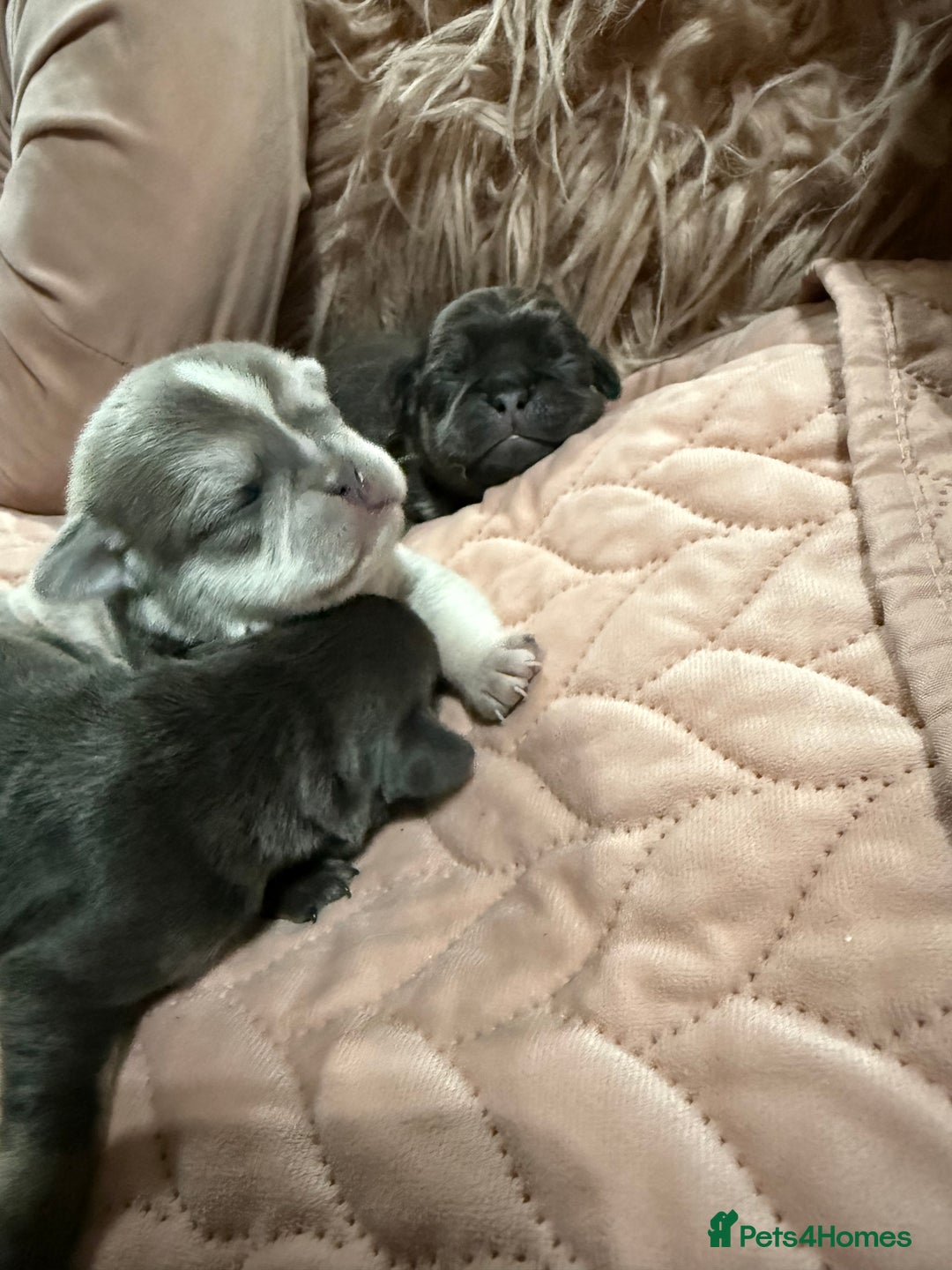 Pug dogs for sale: Rare coloured pug puppies available  - Advert 4