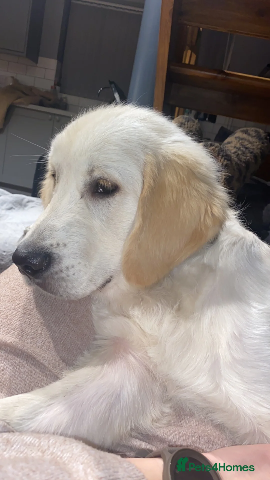 Golden Retriever dogs for stud: Lenny our KC golden retriever ready to stud!  - Advert 8