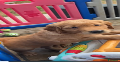 Golden Retriever dogs - Advert 5