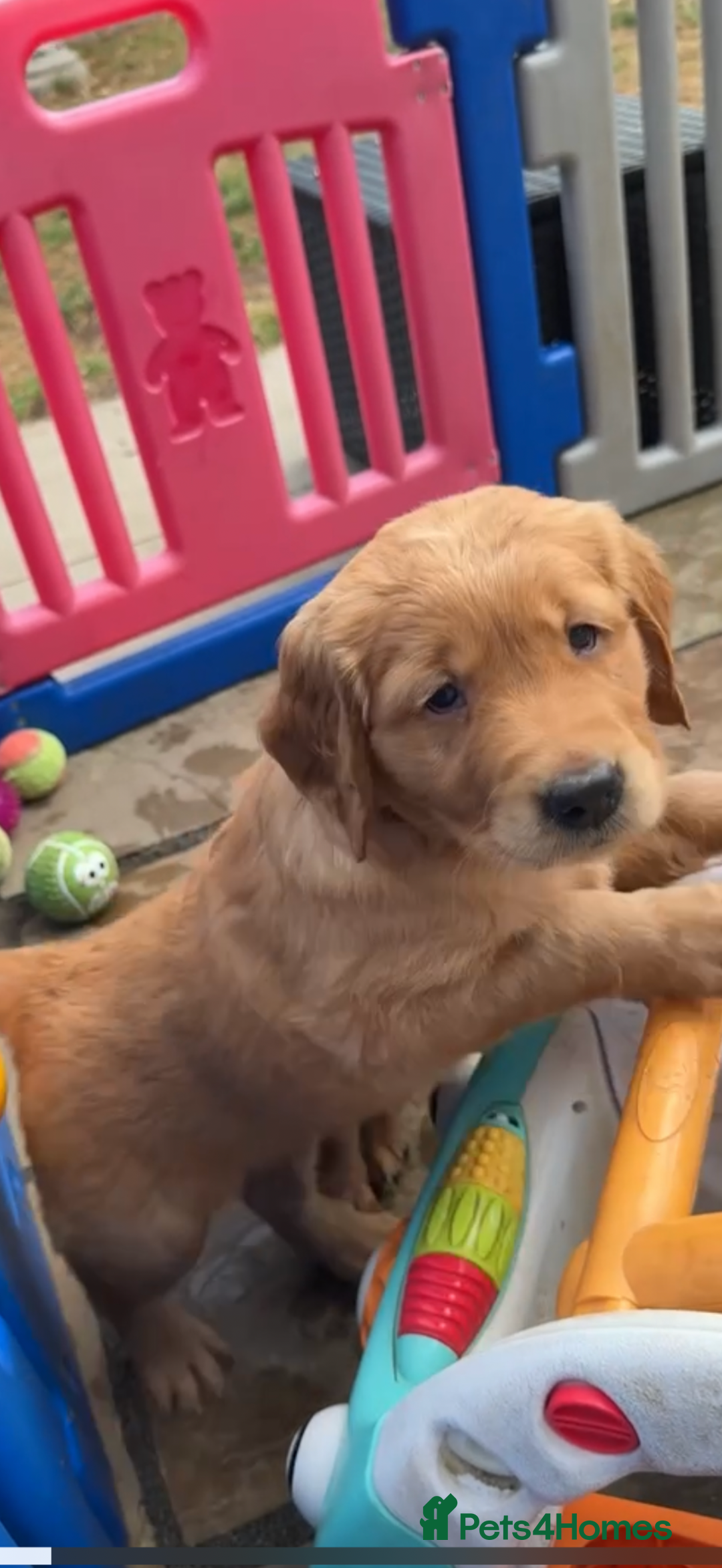 Golden Retriever dogs for sale: Outstanding Rich Red Golden Retrievers  - Image 2