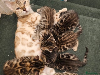 Bengal cats Bengal kittens - Advert 16
