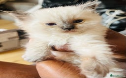 Ragdoll cats for sale: Adorable female ragdolls for sale - Image 9