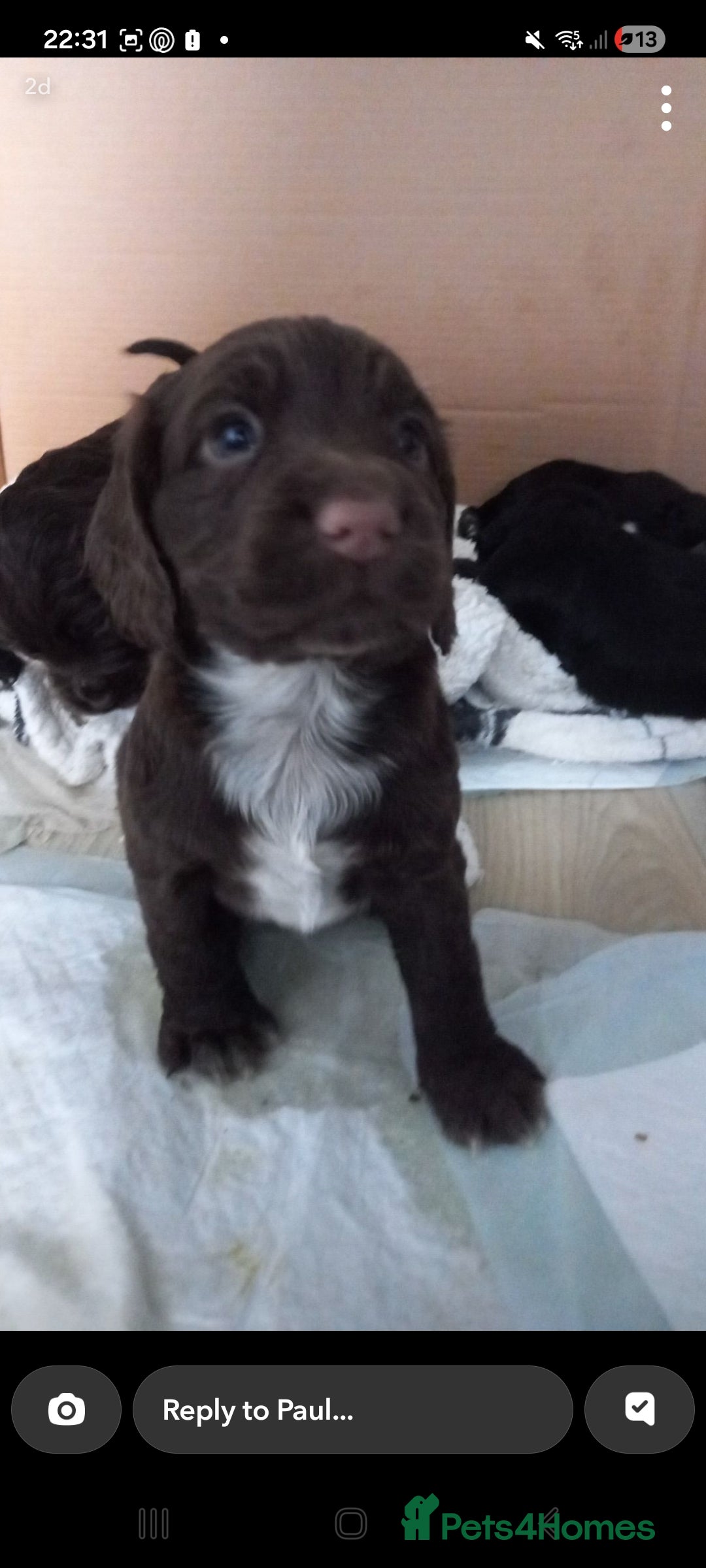 Cocker Spaniel dogs for sale: Cocker spaniels ready 21st December.  - Advert 3