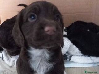 Cocker Spaniel dogs Cocker spaniels ready 21st December. - Advert 1