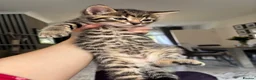 Mixed Breed cats for sale: Kittens  in Alexandria - Advert 3