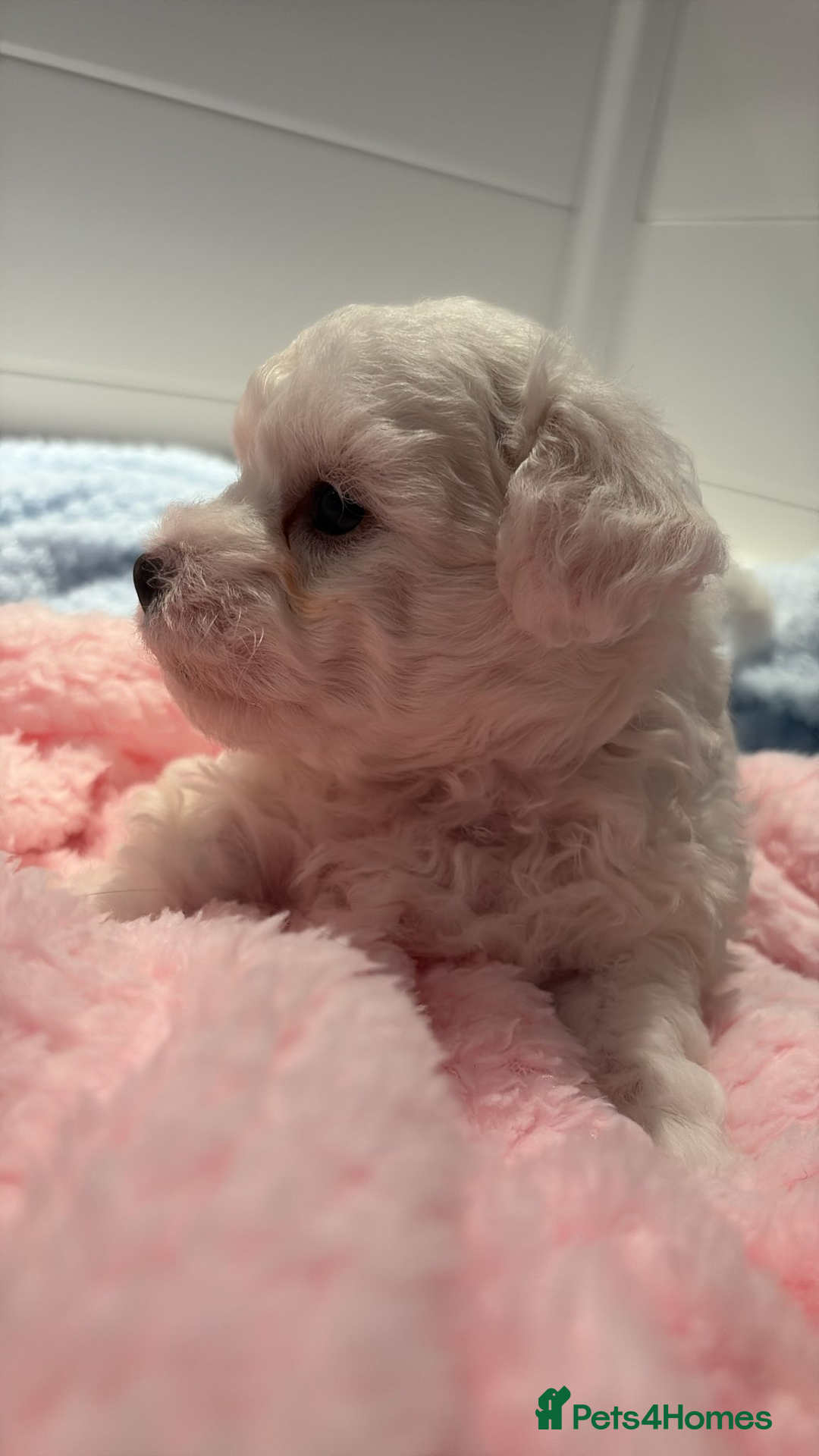 Bichon Frise dogs for sale: KC Registered Pedigree Bichon Frise Puppies - Image 11