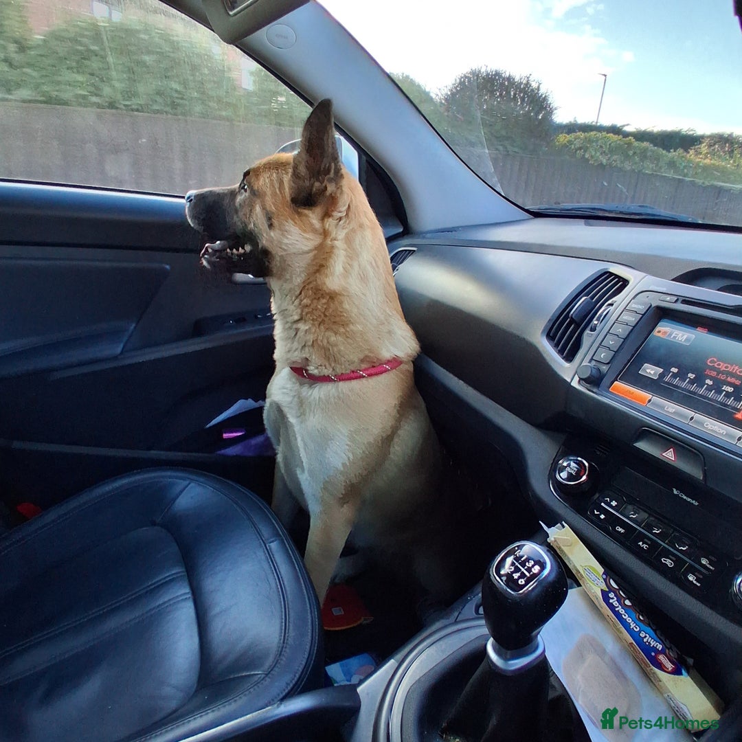 Mixed Breed dogs for sale: Mother akita x chow father beligum malamute  - Advert 2