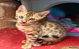 Bengal cats for sale: Bengal kittens stunning litter ready now boys girl - Image 12