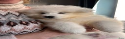Samoyed dogs for sale: Samoyed Puppies — Ready for Their New Homes Now! - Advert 4