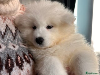 Samoyed dogs Samoyed Puppies — Ready to Reserve Now! - Advert 1