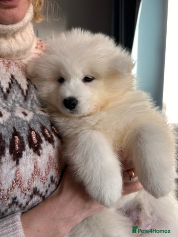 Samoyed dogs Samoyed Puppies — Ready to Reserve Now! - Advert 3