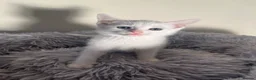 Turkish Angora cats for sale: Kittens for sale  - Advert 3