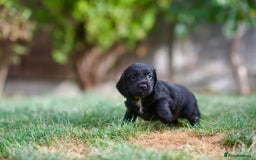 Cocker Spaniel dogs for sale: KC Reg – Fully Health Tested – Working Cocker Pups - Image 30