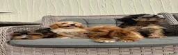 Cockapoo dogs for sale: F1 pra clear Cockapoos(council licensed) - Advert 11