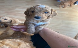 Labradoodle dogs for sale: Beautiful F3b Labradoodle Puppies - Image 37