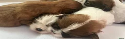 Shih Tzu dogs for sale: 5 adorable little fur baby’s  - Advert 8