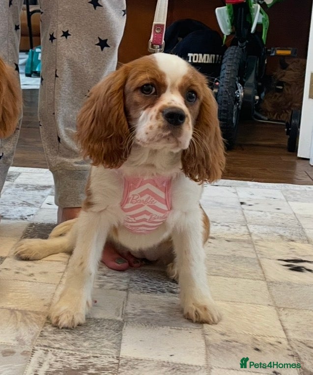 Cavalier King Charles Spaniel dogs 3 Year Old Cavalier King Charles Bitch - Advert 2