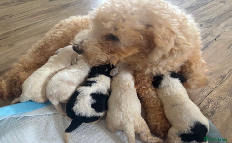 Cavachon dogs Little of cavachon pups for sale  - Advert 11
