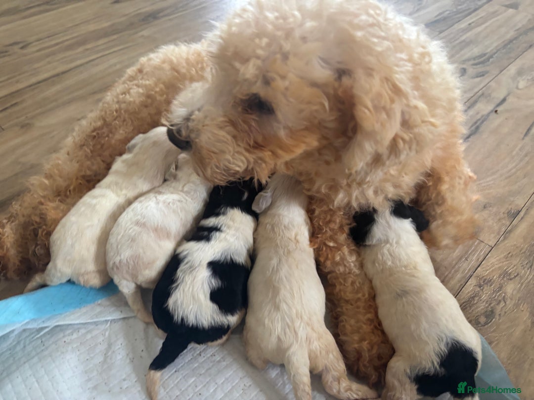 Cavachon dogs for sale: Little of cavachon pups for sale  - Advert 1