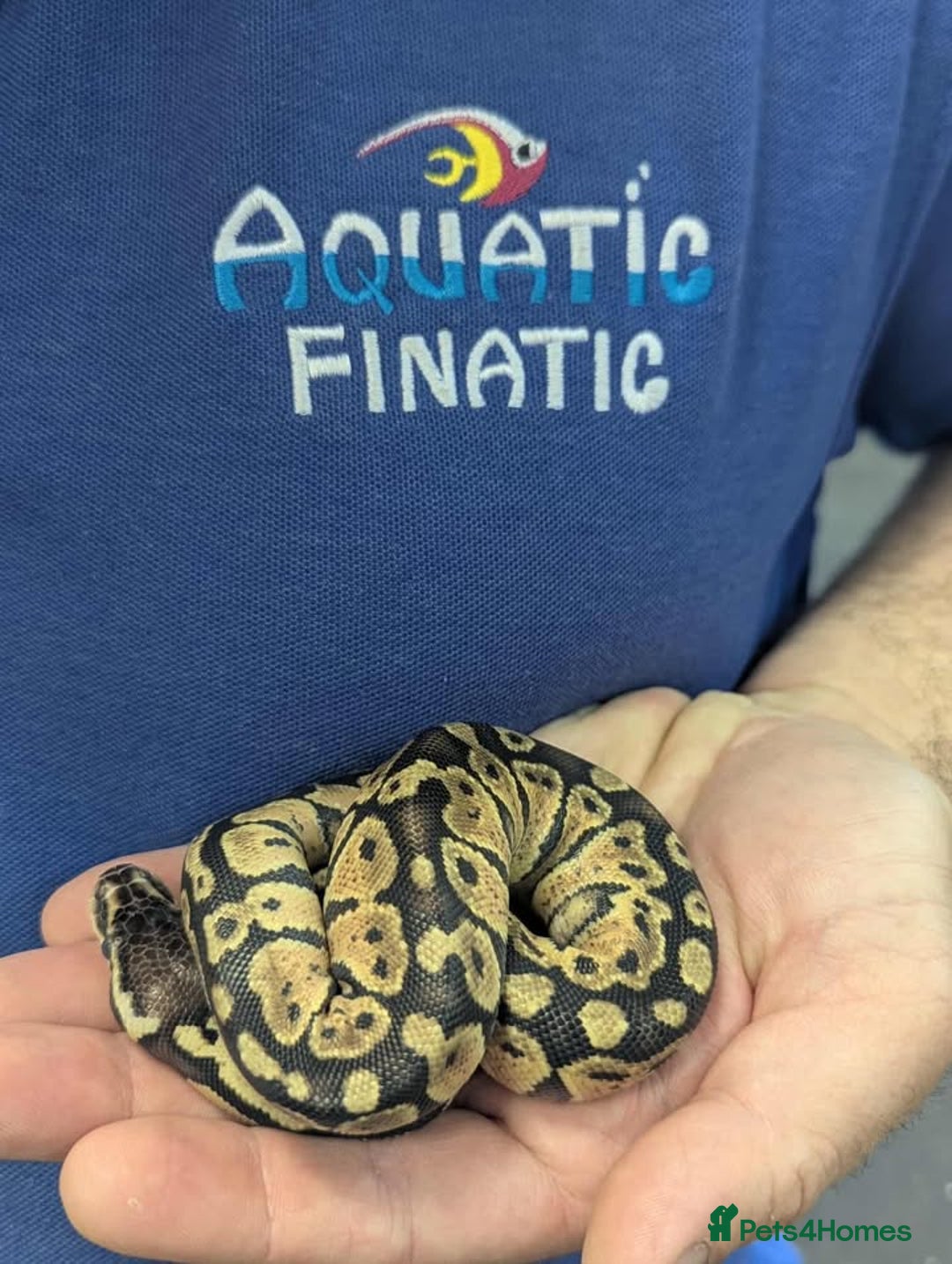 Python Snake reptiles for sale: Royal Pythons  - Image 2