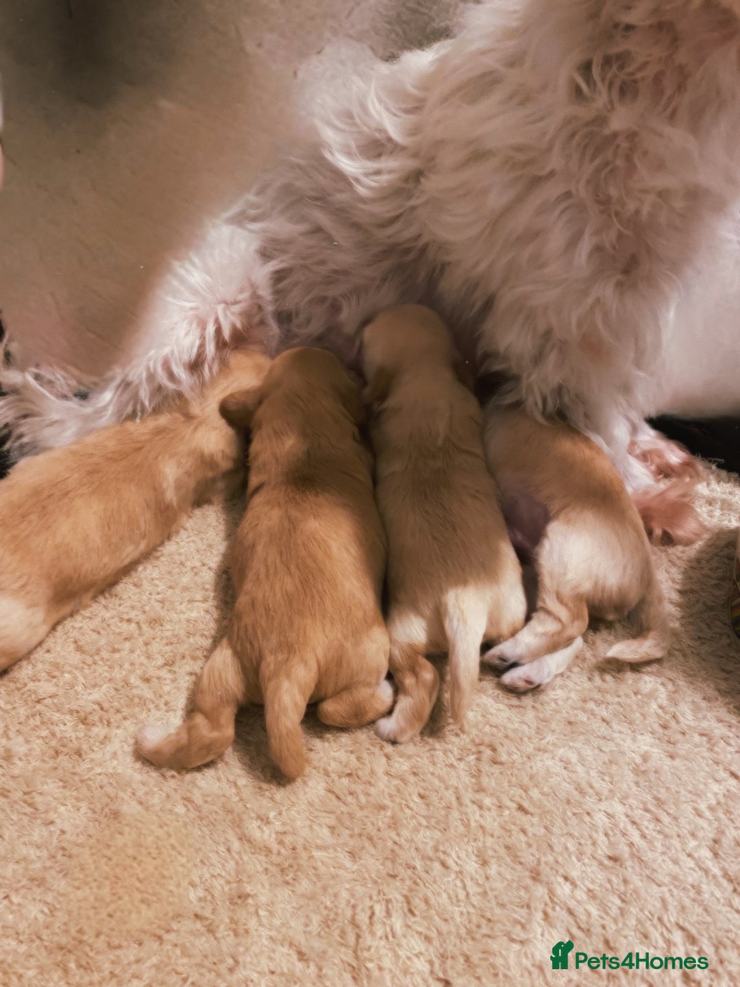 Maltipoo dogs for sale: 🧸🧸Teddy bears🧸🧸 - Image 8