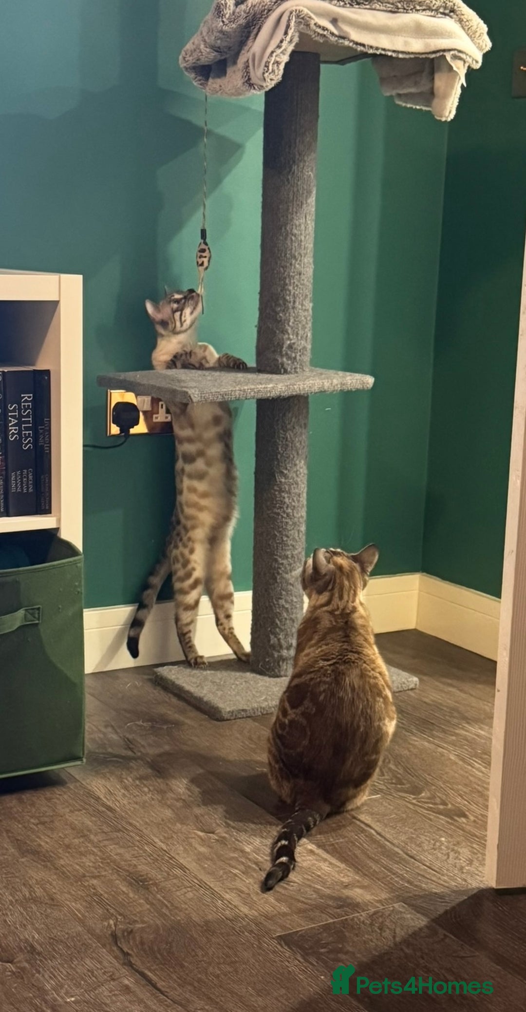 Bengal cats for sale: Bengal kittens for rehoming  - Image 4