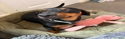 Jackshund dogs for sale: Female miniature dachshund/jackrussle - Advert 6