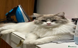 Ragdoll cats for sale: Beautiful Fluffy Ragdoll Kittens –One Boy&One Girl - Advert 12