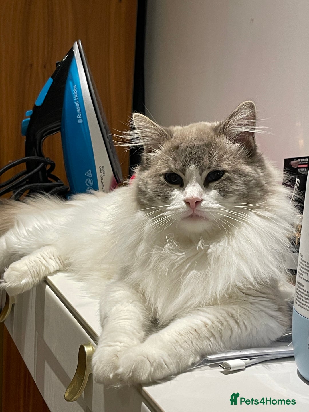 Ragdoll cats for sale: Beautiful Fluffy Ragdoll Kittens –One Boy&One Girl - Advert 12