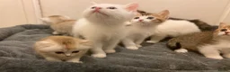 Munchkin cats for sale: Full Pedigree Munchkin Kittens - Advert 7
