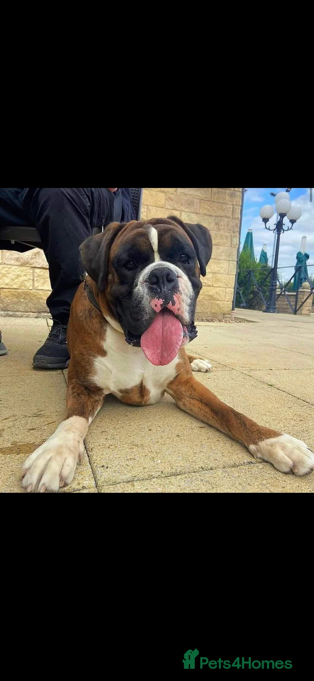 Boxer dogs for stud: KC REGISTERED BRINDLE & WHITE PROVEN STUD.   in Mexborough - Advert 10