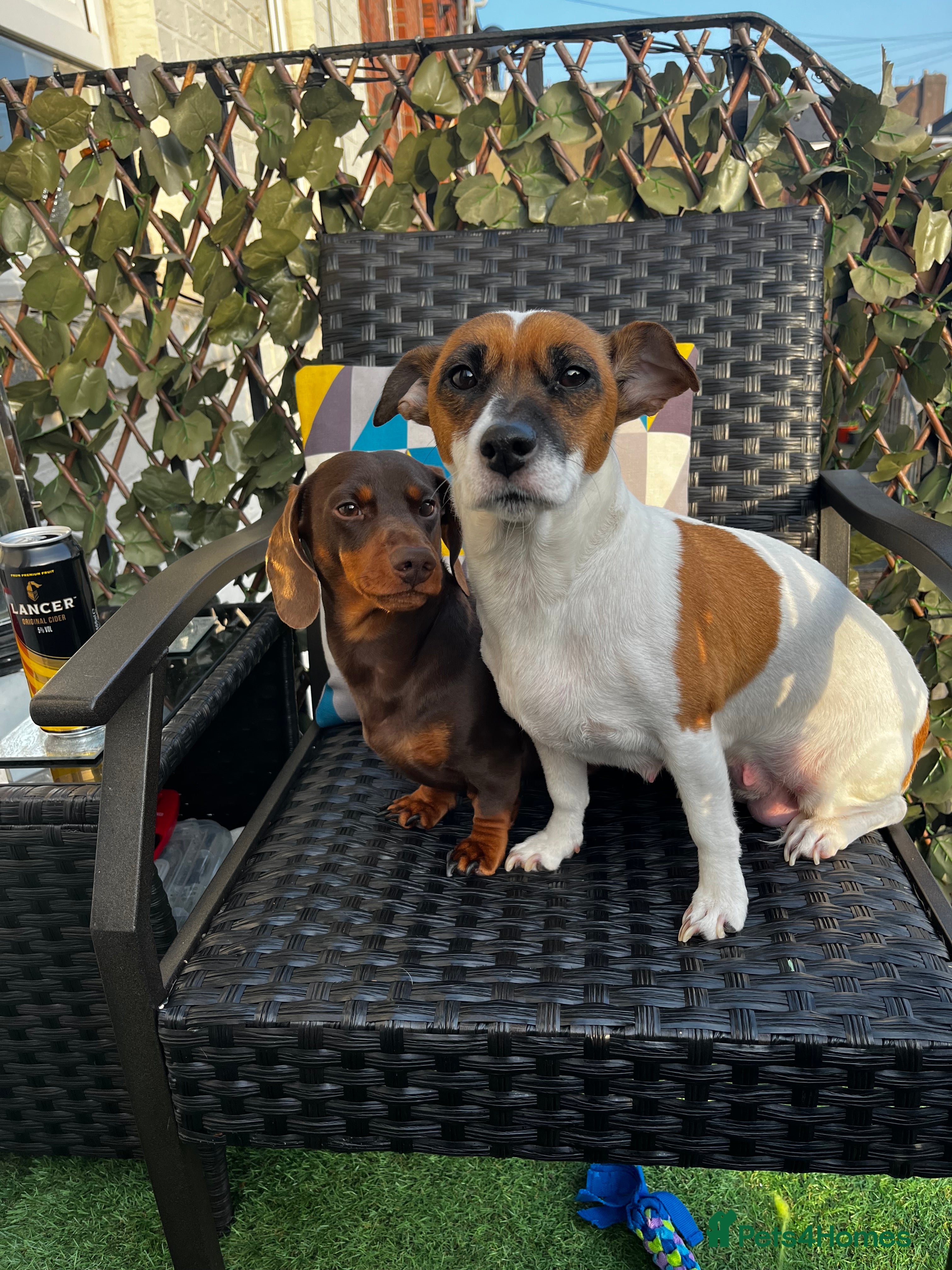 Jackshund dogs Jackshound - Advert 2