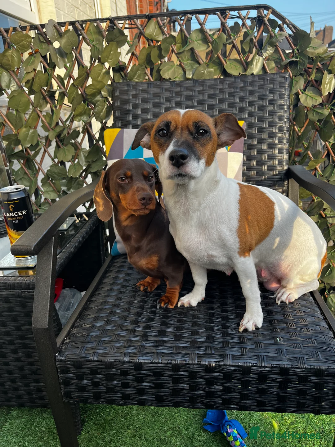 Jackshund dogs for sale: Jackshound - Advert 2