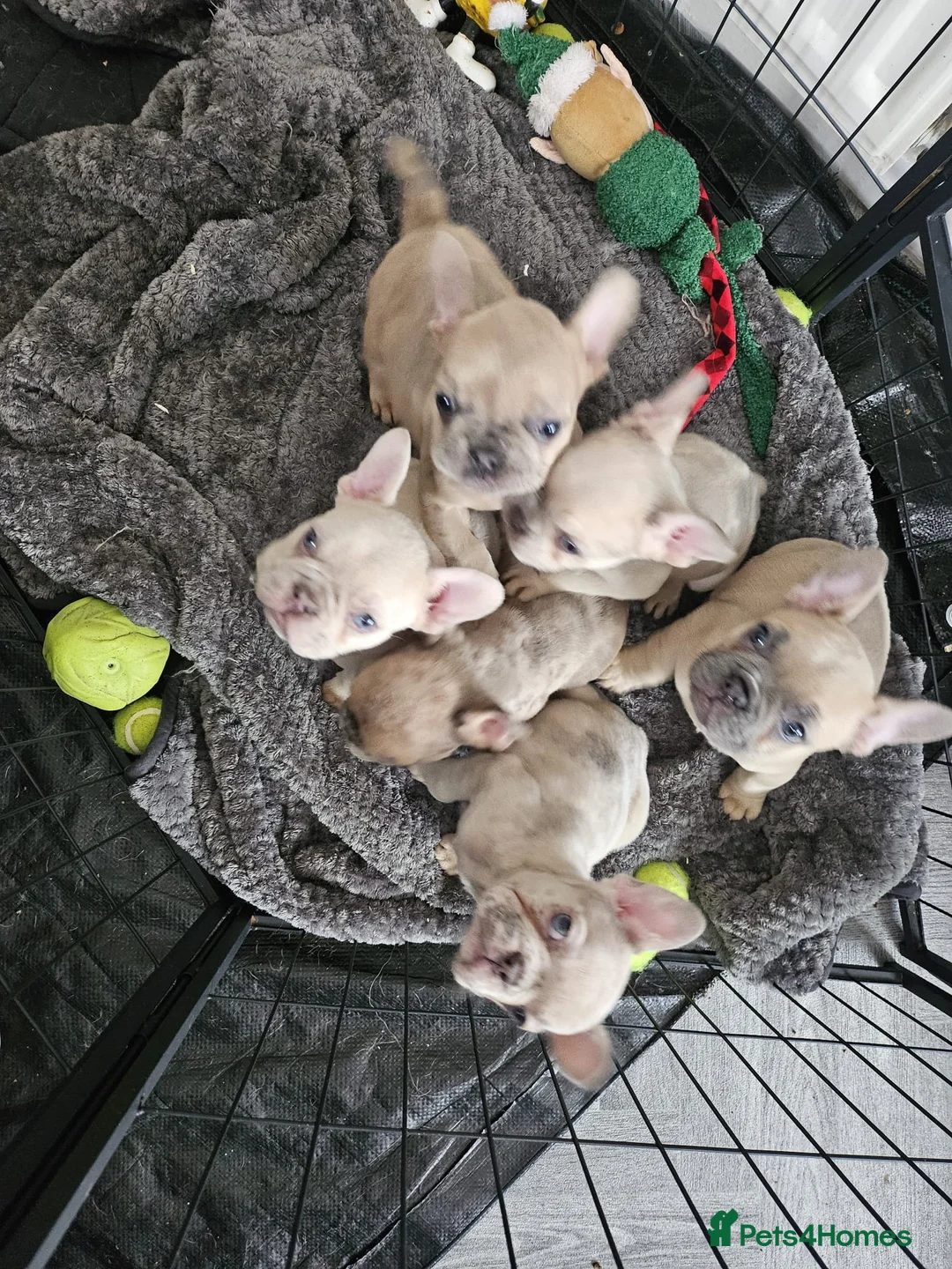 French Bulldog dogs for sale: Stunning French bulldog pups  in Middlesbrough - Advert 1