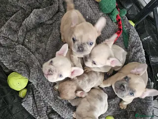 French Bulldog dogs Stunning French bulldog pups - Advert 11