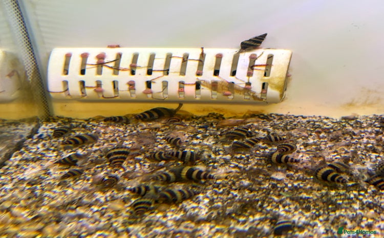 Snails fish - Advert 3